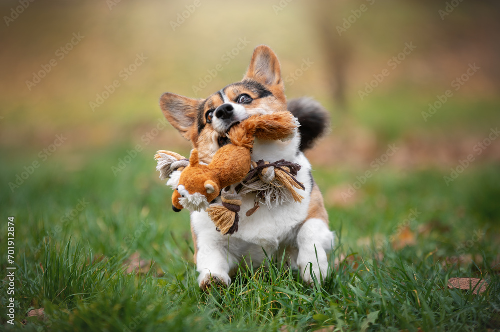 happy welsh corgi pembroke running with a toy in the park happy welsh corgi pembroke running with a toy in the park