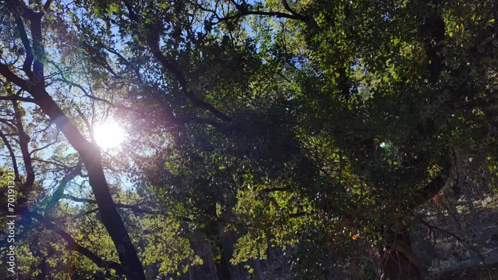 The sun illuminates the tree while the air moves the branches The sun illuminates the tree while the air moves the branches