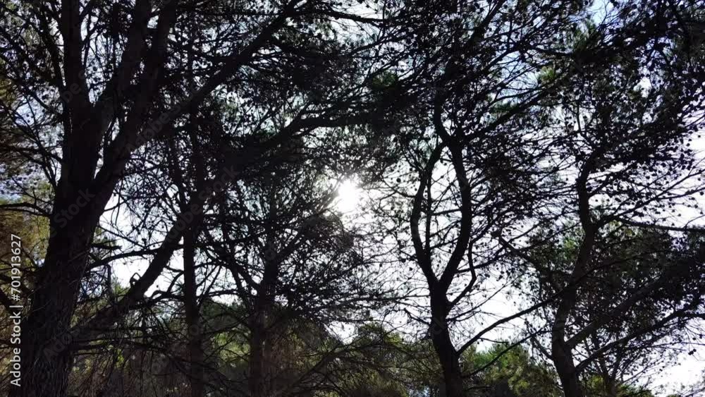 The sun illuminates the trees in the dark forest The sun illuminates the trees in the dark forest