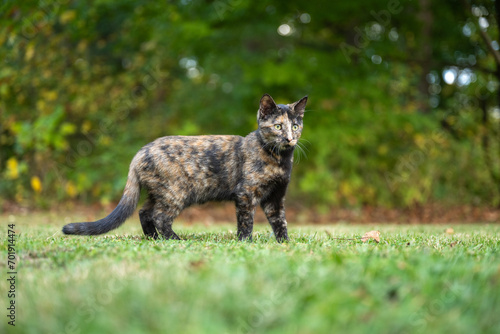 фотографія tortoiseshell cat in the grass in summer