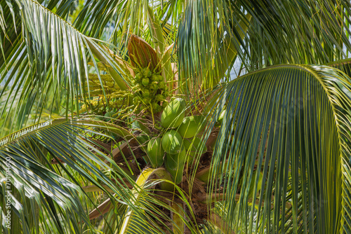 Close-up view of coconut palm, enchantingly showcasing beauty of tropical vegetation with coconuts. USA.