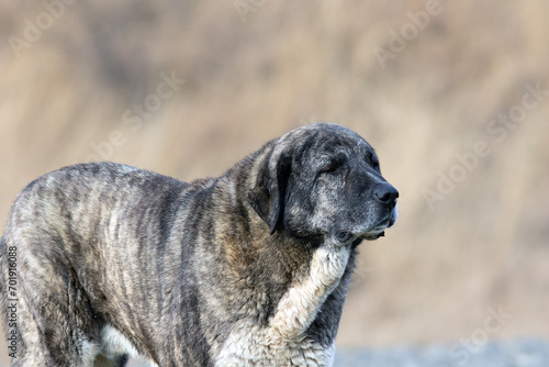 huge kangal dog closeup