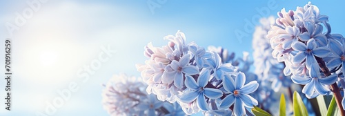 Spring flowers of hyacinth over blue background