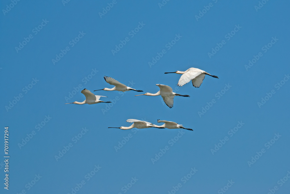 Eurasian Spoonbill, Platalea leucorodia, flying in the sky in Lake Burdur, Turkey.