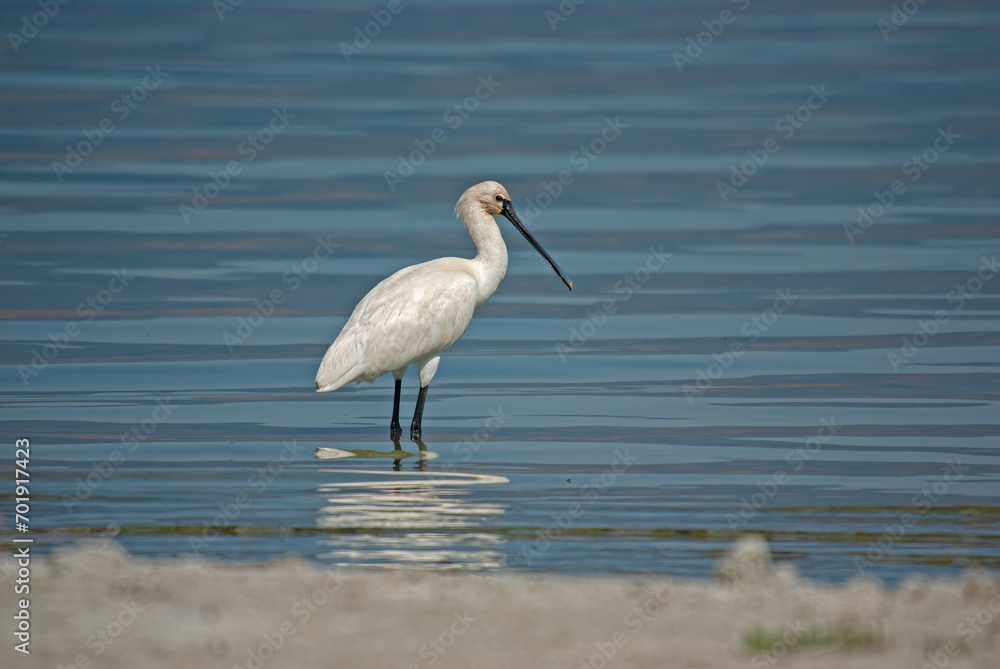 Eurasian Spoonbill, Platalea leucorodia, resting in Burdur Lake in Turkey. Eurasian Spoonbill, Platalea leucorodia, resting in Burdur Lake in Turkey.