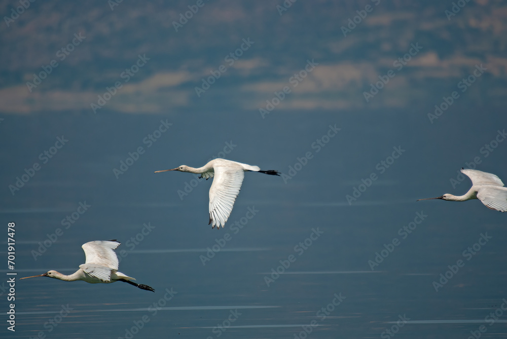 Eurasian Spoonbill, Platalea leucorodia, flying in the sky in Lake Burdur, Turkey. Eurasian Spoonbill, Platalea leucorodia, flying in the sky in Lake Burdur, Turkey.
