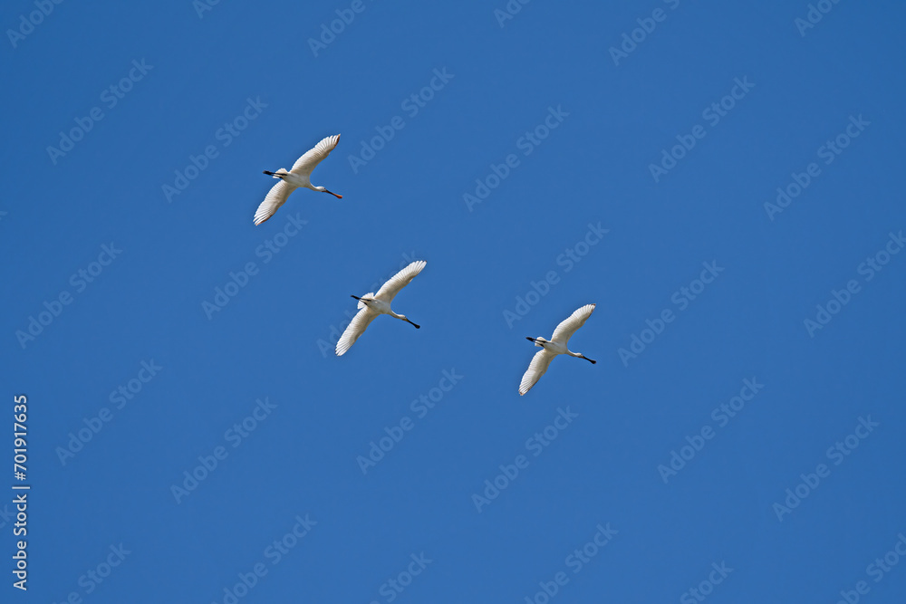 Fototapeta premium Eurasian Spoonbill, Platalea leucorodia, flying in the sky in Lake Burdur, Turkey.