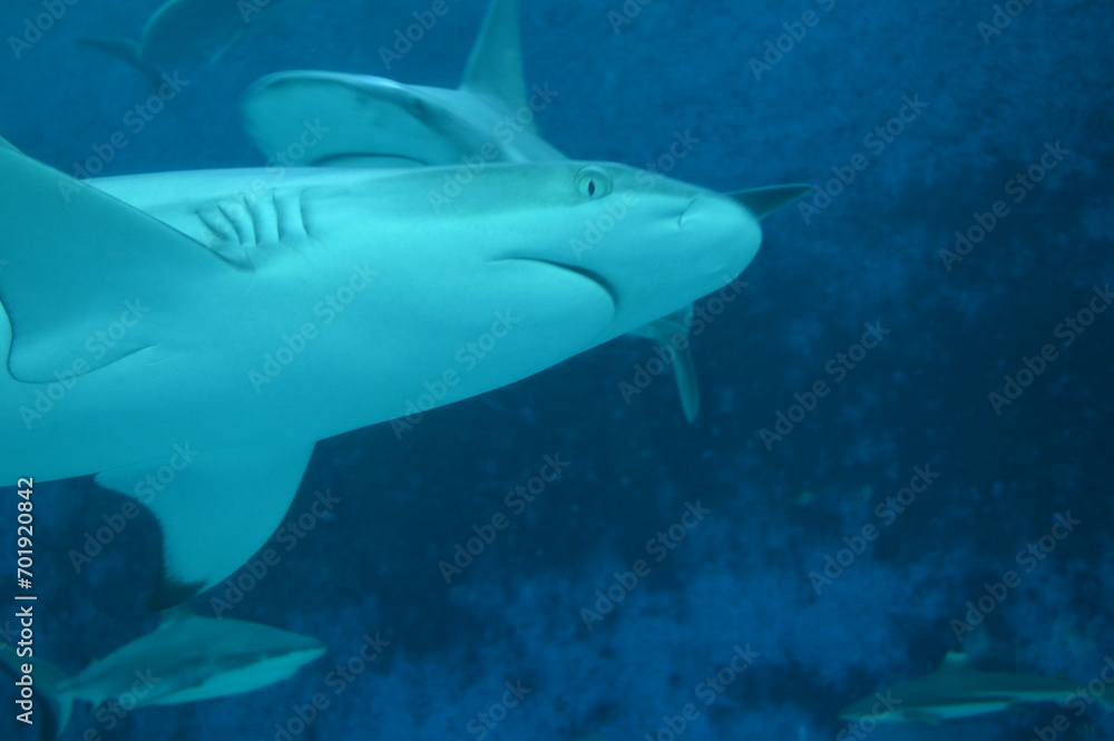 Fototapeta premium shark in aquarium