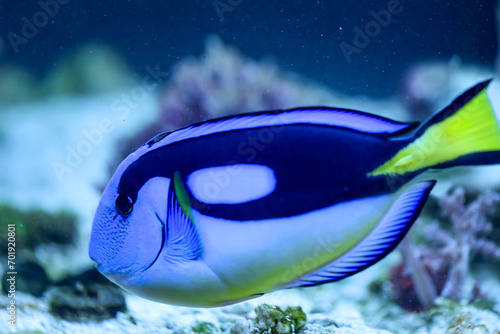 Ein Palettendoktor Fisch, Dori, in einem Aquarium. photo