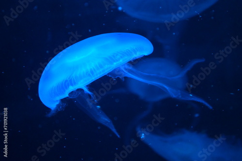 jelly fish in the aquarium © isanka