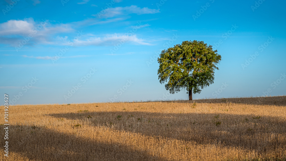 Fototapeta premium Árvores