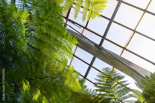 Lush green fern leaves under bright sunlight in a greenhouse.