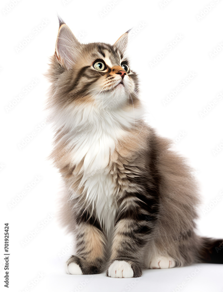 Close-up of cute striped fluffy kitten looking up on white background