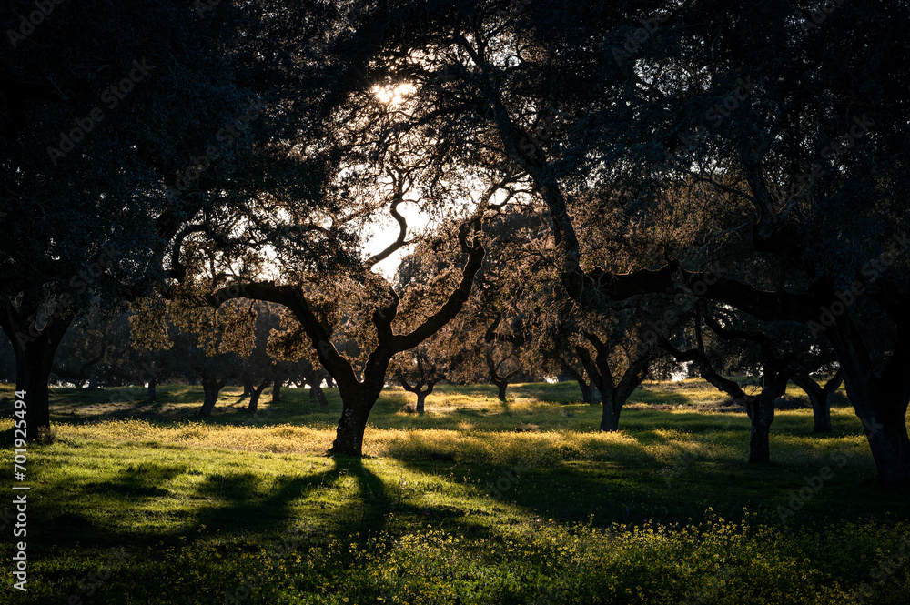 Floresta ao nascer do sol