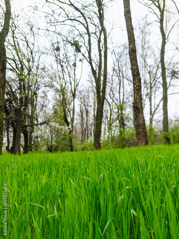 A Serene Field of Green Grass with Majestic Trees in the Background. A field of green grass with trees in the background