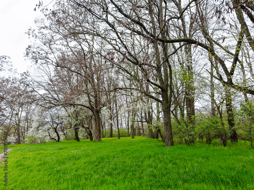 A Peaceful Meadow With Towering Trees and a Serene Path. A grassy field with trees and a dirt path A Peaceful Meadow With Towering Trees and a Serene Path. A grassy field with trees and a dirt path