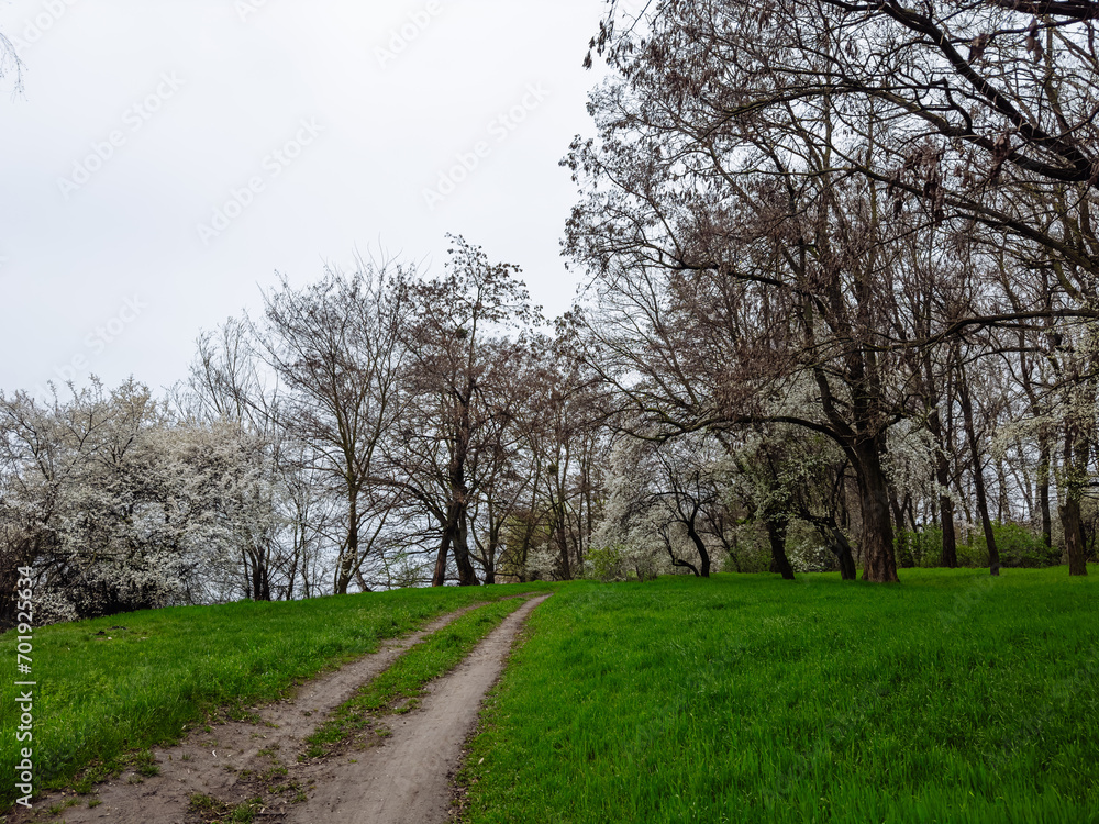 A Serene Dirt Road Cutting Through a Vibrant Green Landscape. A dirt road going through a lush green field