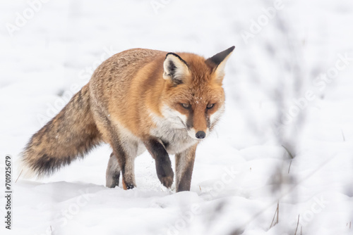 Fuchs im Schnee © Nadine Haase