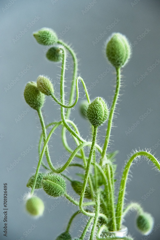 Closed poppy flower bud in a garden. Closed poppy flower bud in a garden.