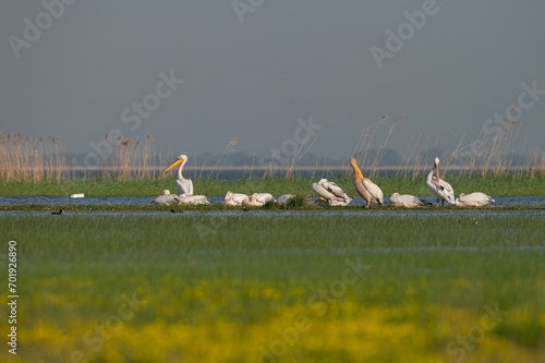 Great White Pelican, Pelecanus onocrotalus, among green aquatic plants and reeds in Lake Manyas, Turkey. photo