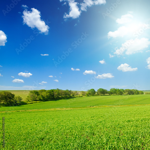 A green pea field and sun on blue sky.
