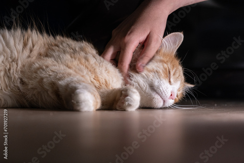 Fototapeta Naklejka Na Ścianę i Meble -  Orange and white fluffy cat being scratched under the chin by a person.