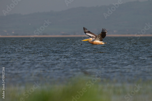 Great White Pelican, Pelecanus onocrotalus, flying over the lake in Lake Manyas, Turkey. © TAMER YILMAZ