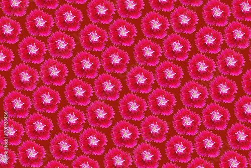 Composição de padrão com flor cravo vermelho, png com fundo vermelho photo