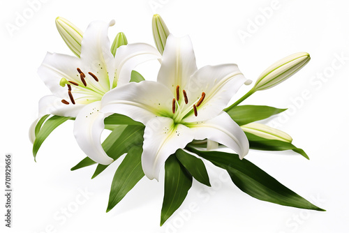 Lily With large petals and a distinctive shape, white background , isolated