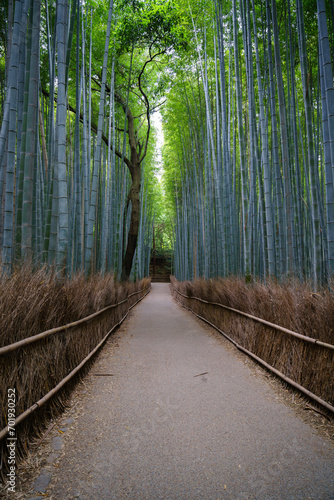 Sagano Path in Kyoto, Japan