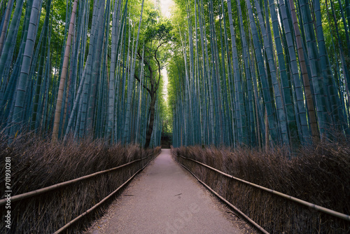 Sagano Path in Kyoto  Japan