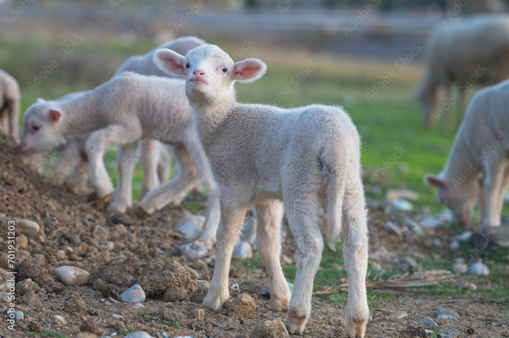Newborn white coloured lambs are being fed in the field. Newborn white coloured lambs are being fed in the field.