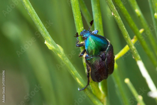 Billede på lærred Rose chafer on a plant, Protaetia Judith