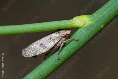 Selective focus on a leafhopper, Selenocephalus Obsoletus photo