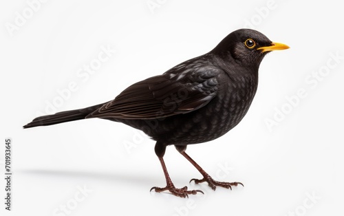 blackbird Isolated on white background.