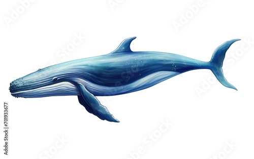 Blue Whale Isolated on white background.