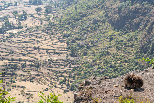 Gelada or Gelada baboon (Theropithecus gelada), fight between two males, Debre Libanos, Ethiopia photo