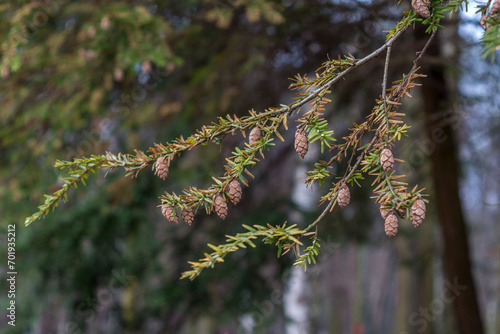 Małe brązowe szyszki na gałęziach