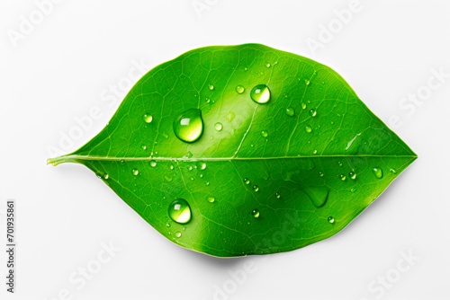 Beautiful natural dew drops or rain on fresh  leaf isolated on transparent background. Close-up macro detail.