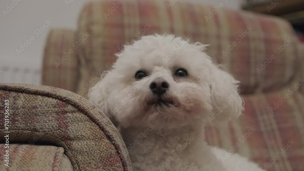 Bichon Frise dog sat on comfy chair looking around room Bichon Frise dog sat on comfy chair looking around room