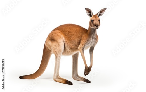 Kangaroo Isolated on white background.