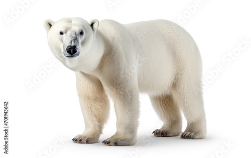 Polar Bear isolated on white background.