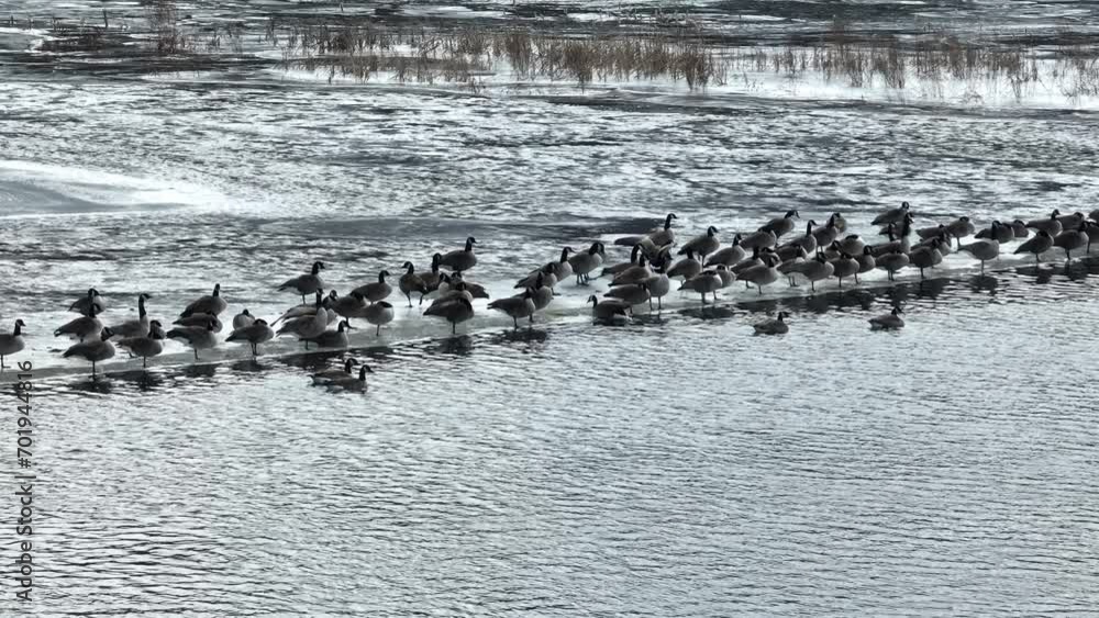 Geese on the water and ice Geese on the water and ice