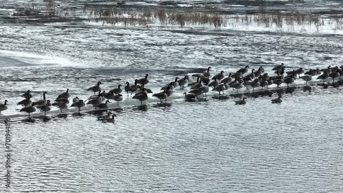 Geese on the water and ice