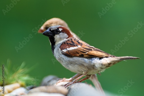House sparrows, couple at bird water hole. Czechia. © Milan