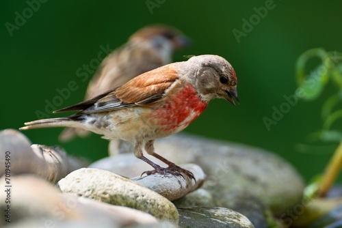 Linnet, Carduelis cannabina, male and a tree sparrow standing on a stone at a bird's water hole. Reflection on the water. Czechia. 