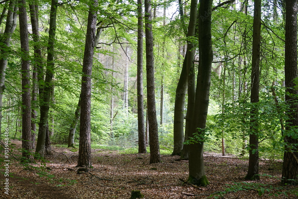 Fototapeta premium Buchenwald im Frühling