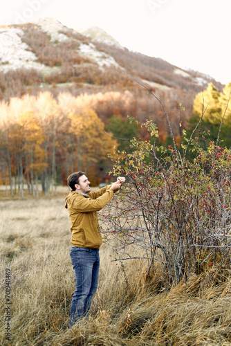Young man picks a red rosehip from the branches of a bush in the forest © Nadtochiy