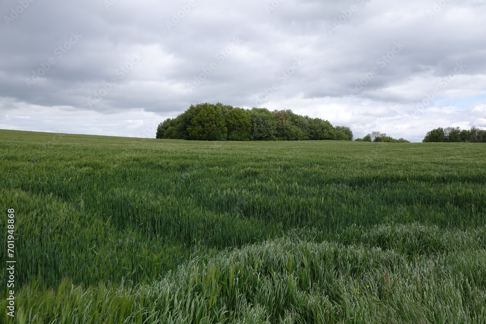 Fototapeta premium Getreidefeld