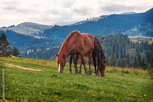 Fototapeta Naklejka Na Ścianę i Meble -  horse in the mountains